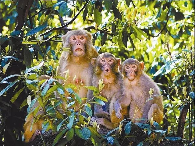 四川有座紫色小城，5月比美澳洲，比大理更多情