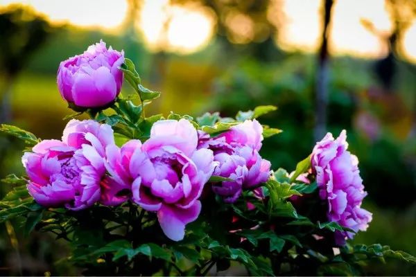 看牡丹何必去洛阳,洛阳看牡丹有多美