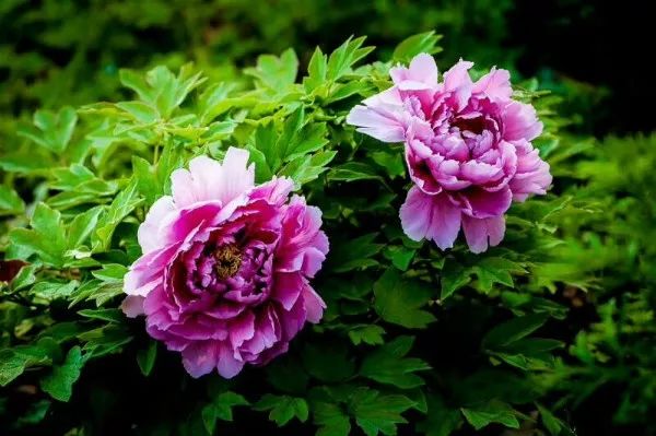 看牡丹何必去洛阳,洛阳看牡丹有多美