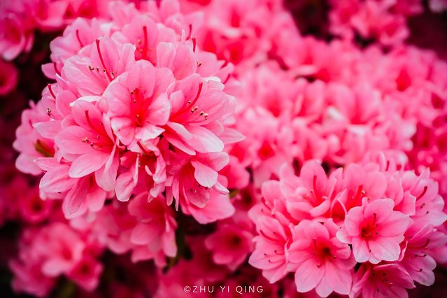 无锡赏花一日游,无锡春日樱花旅游攻略