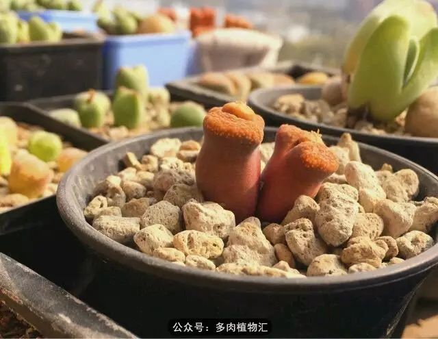 听说这段时间，肉友都在疯狂手撕屁屁？别了吧，再撕屁屁就烂了！