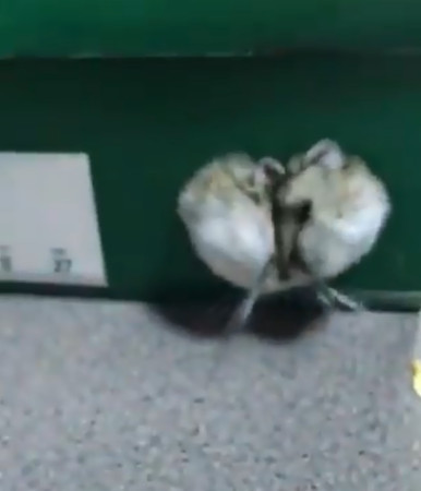 只是陪仓鼠玩而已　网惊讶：凹下去了啊啊