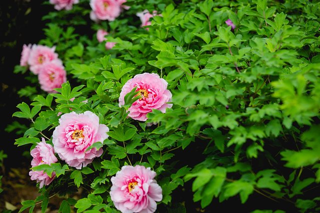 璞鍙ら兘涔嬬編,璞娌冲崡鍙戠幇涓嶄竴鏍风殑涓師涔嬬編