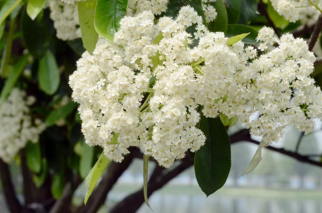 石楠树上花纷纷,路上行*欲人**断魂