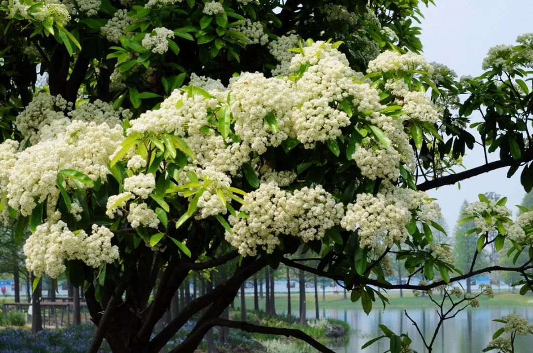 石楠树上花纷纷,路上行*欲人**断魂