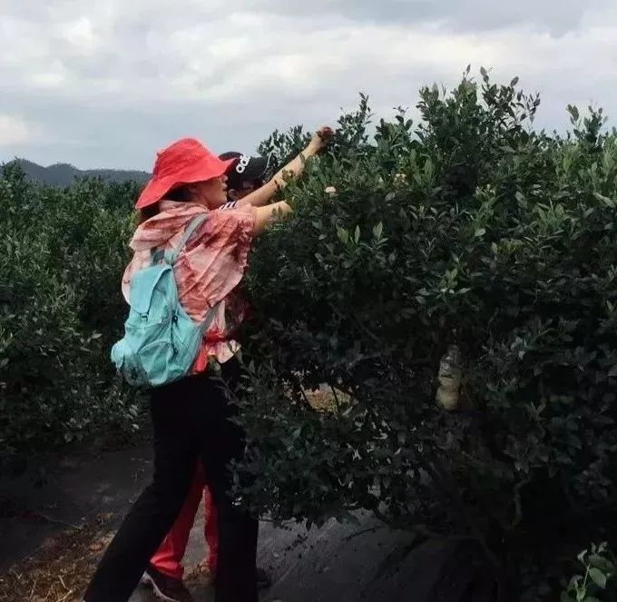 石屏杨梅樱桃采摘方法,石屏杨梅上市了欢迎大家来品尝