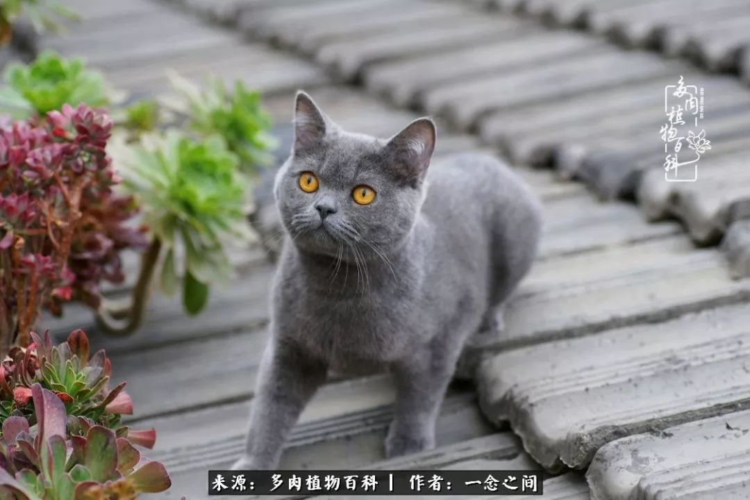 天敌Or天使：多肉与萌宠共处一室，究竟是谁的幸与不幸?