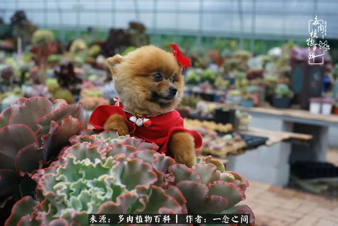 天敌Or天使：多肉与萌宠共处一室，究竟是谁的幸与不幸?