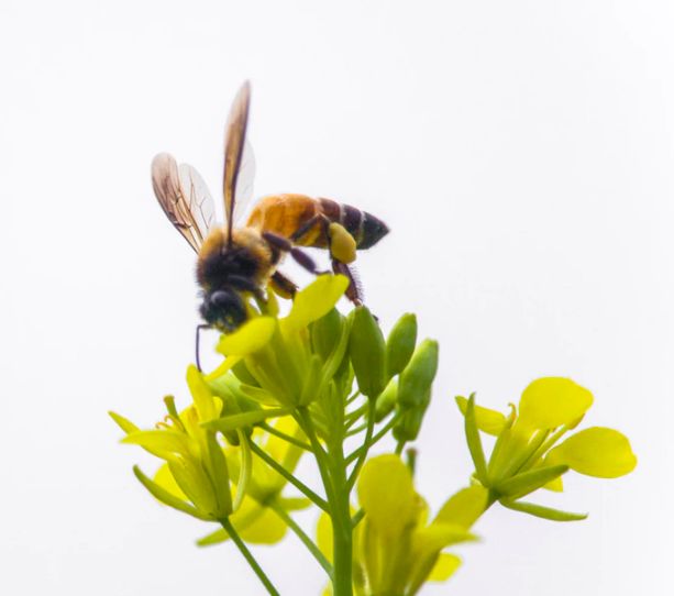 汉诗英译|丁酉年登山偶遇放蜂人