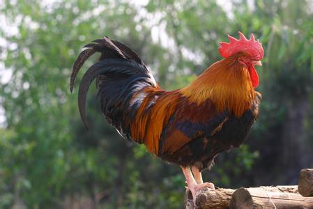 网上出了旅游手撕鸡