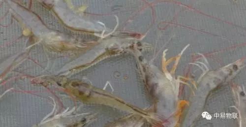 冬棚对虾养殖连续低温阴雨的防控,养殖对虾遇到连续阴雨天气怎么办