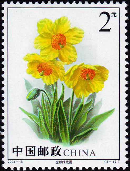 神秘的藏区女人,高原上的神秘女孩