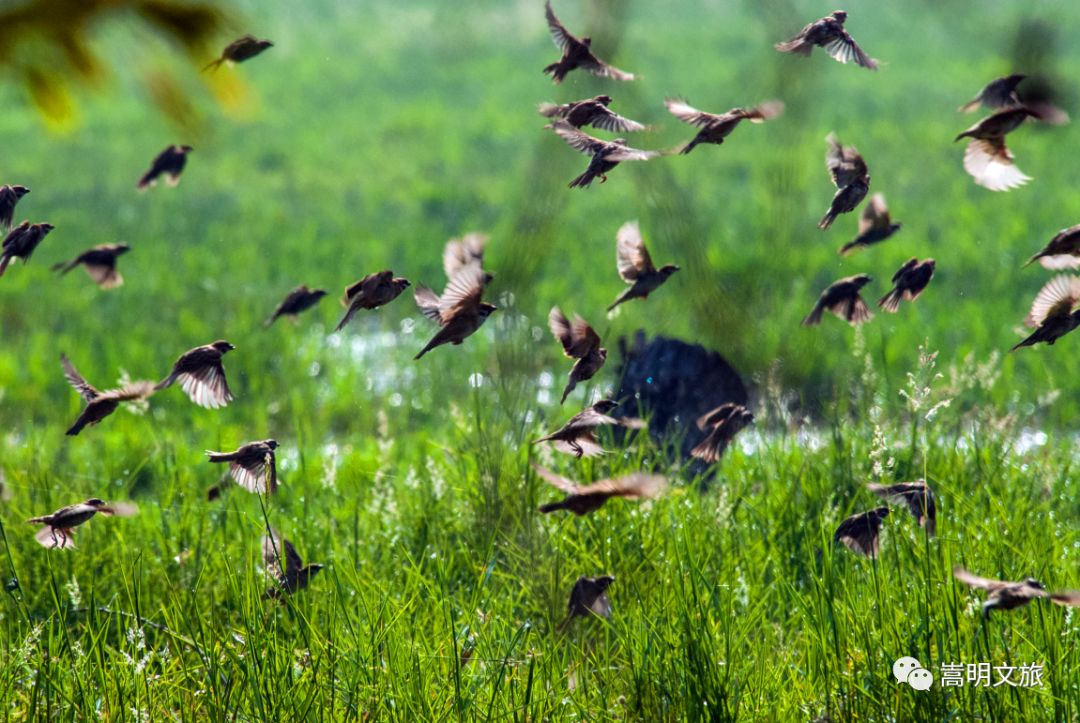 来一场说走就走的旅行来云南看雪,来一趟云南之旅吧