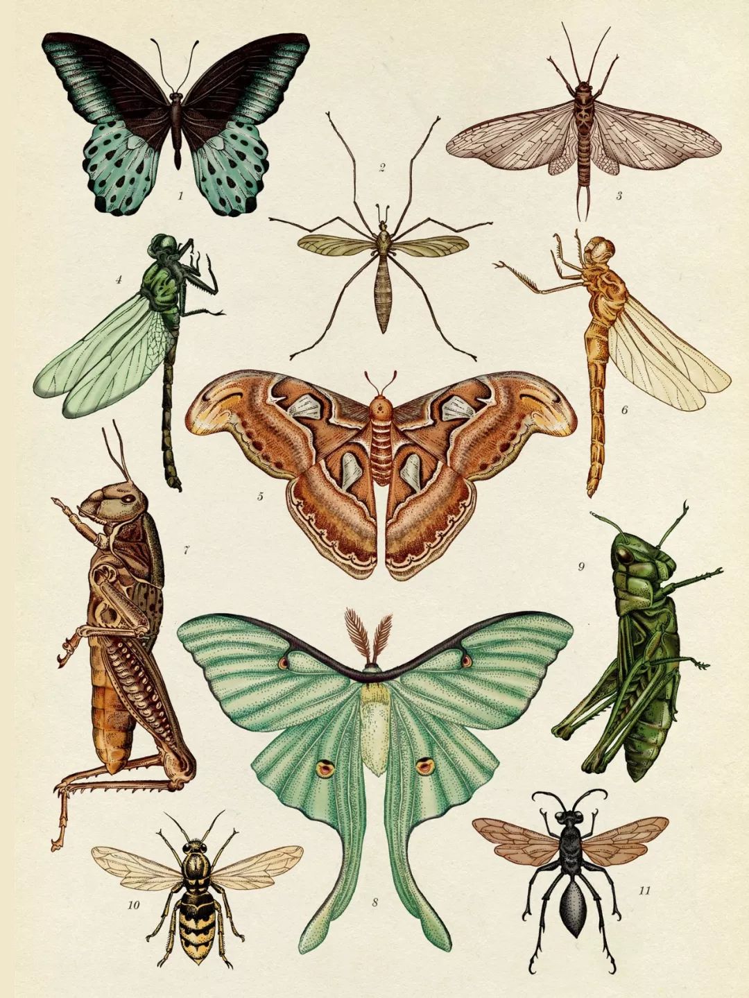 堪称一绝的野生动物画,世界动物画谱