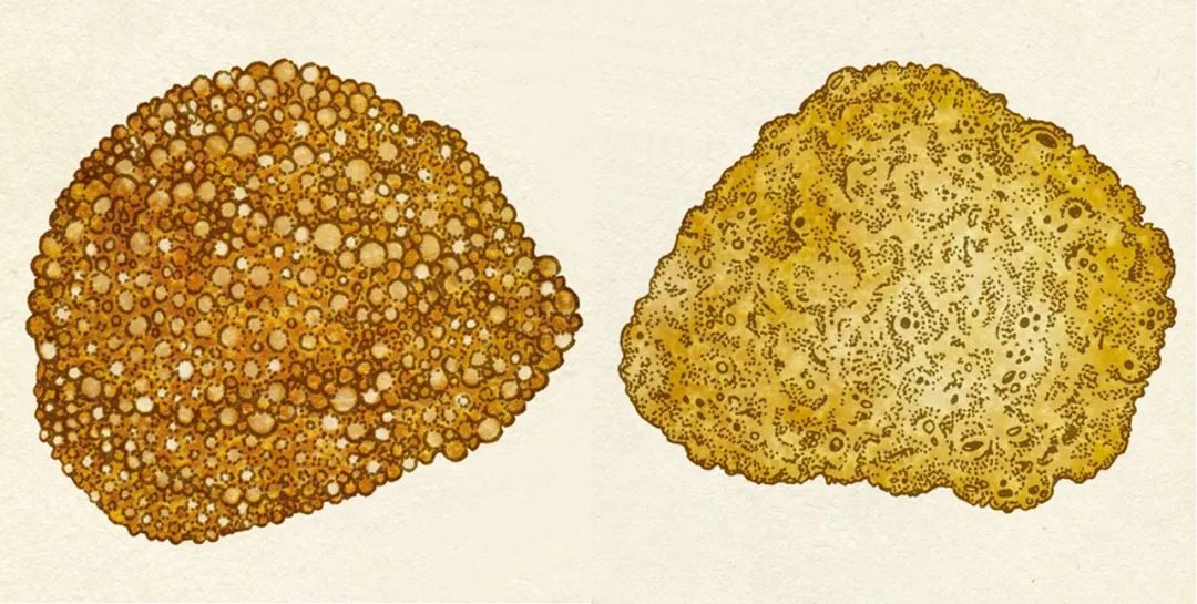 堪称一绝的野生动物画,世界动物画谱