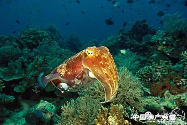 如何区分章鱼墨鱼鱿鱼,怎么区分章鱼乌贼墨鱼鱿鱼