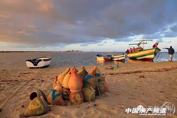 你会区分章鱼鱿鱼墨鱼和乌贼吗,八爪鱼章鱼鱿鱼墨鱼乌贼的区别