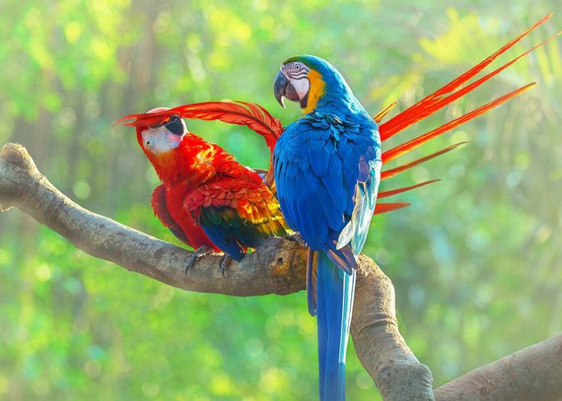 神奇动物巡展,昌吉环宇邻里中心