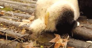 【荐读】熊猫:萌啥子哟,我是要雄起!