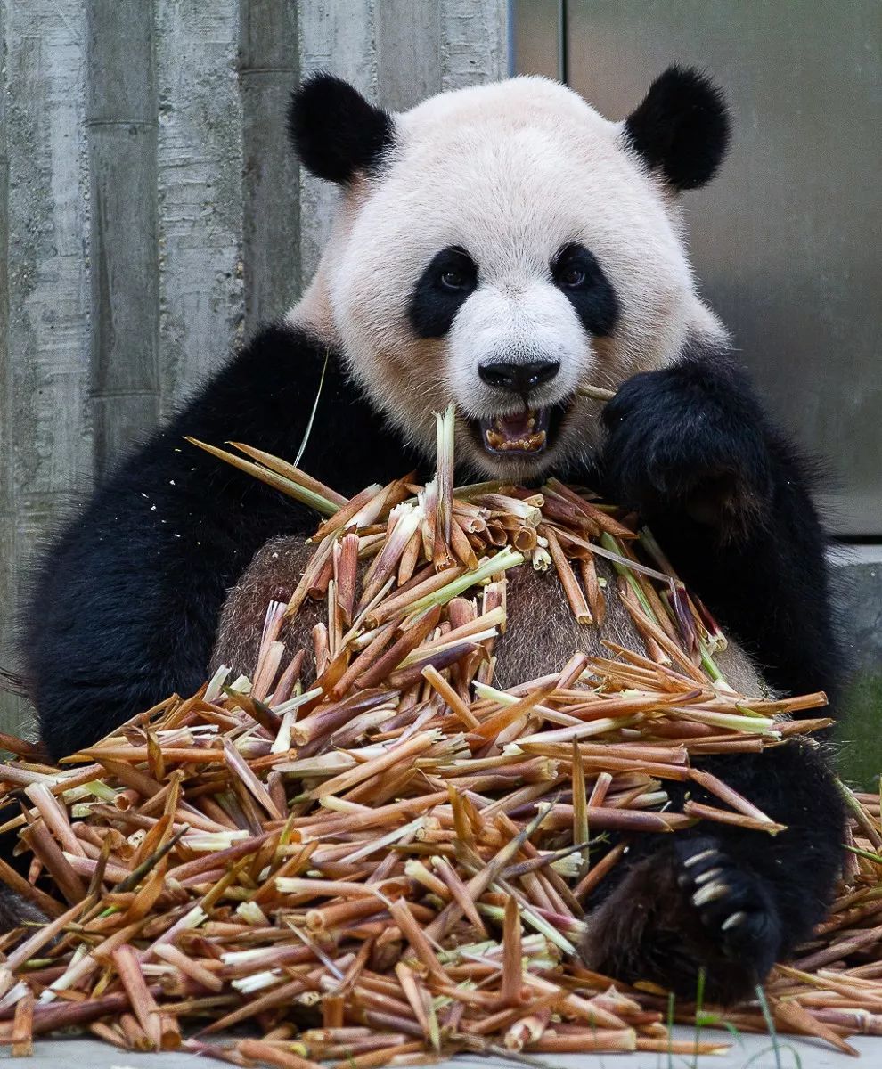 你才可爱你全家都可爱出处,你才可爱你全家都可爱怎么回