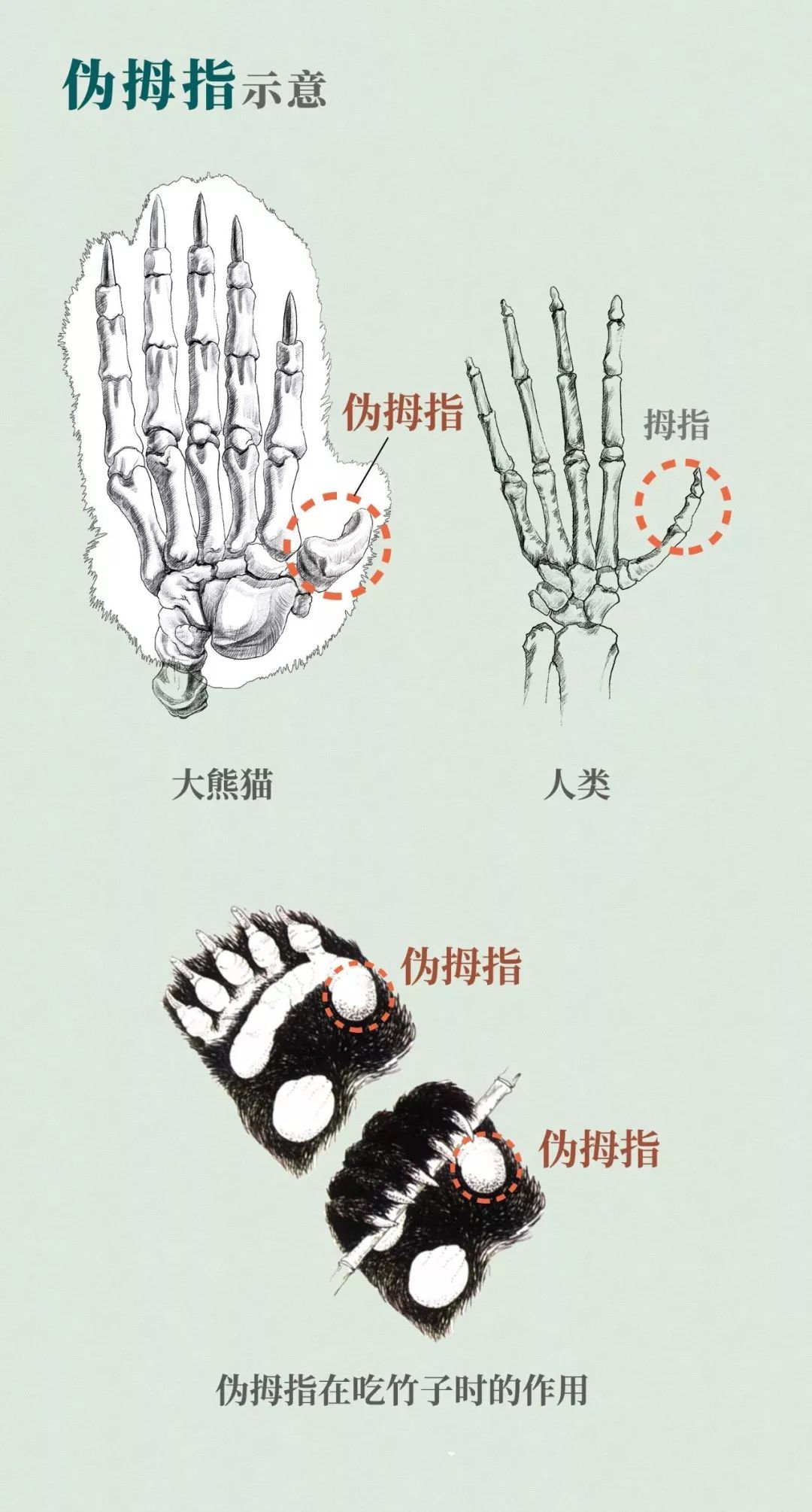 熊猫萌啦,熊猫萌