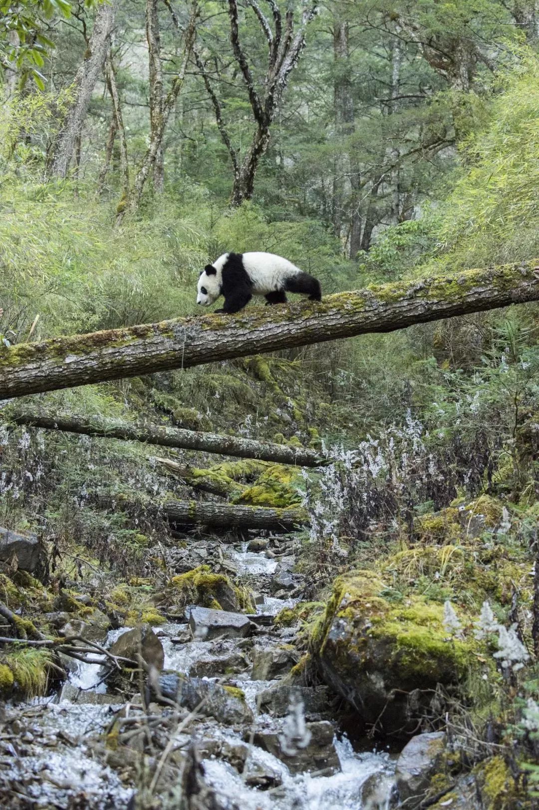 【荐读】熊猫:萌啥子哟,我是要雄起!