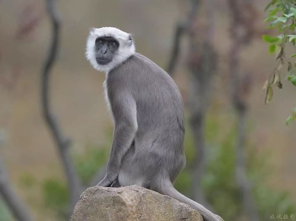 去处｜你真的知道怎么玩转上海野生动物园吗？最全指南在这里！