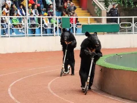 去处｜你真的知道怎么玩转上海野生动物园吗？最全指南在这里！