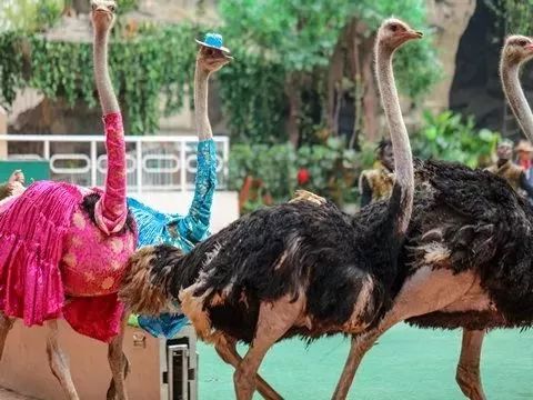 去处｜你真的知道怎么玩转上海野生动物园吗？最全指南在这里！