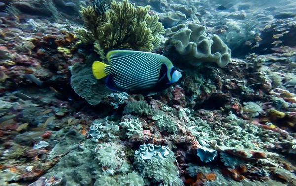 巴厘岛潜水之旅,巴厘岛潜水风景图