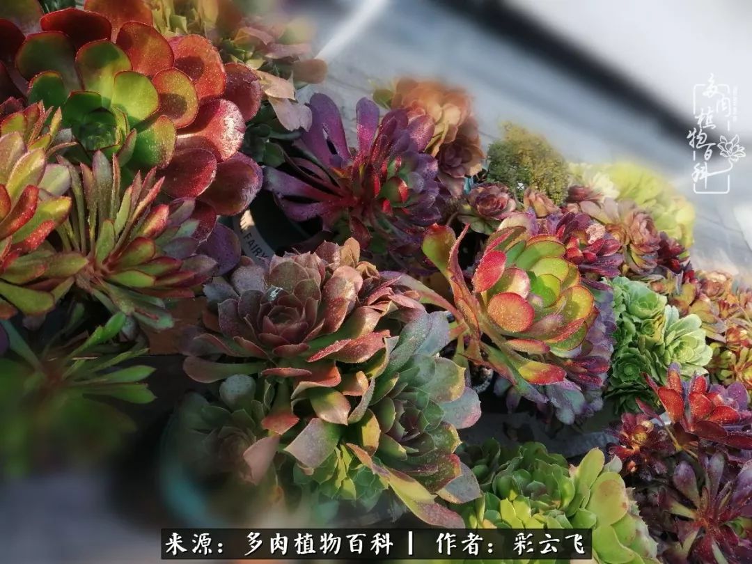 爱春天,爱阳光,爱法师!让我们一起跳法师坑吧!