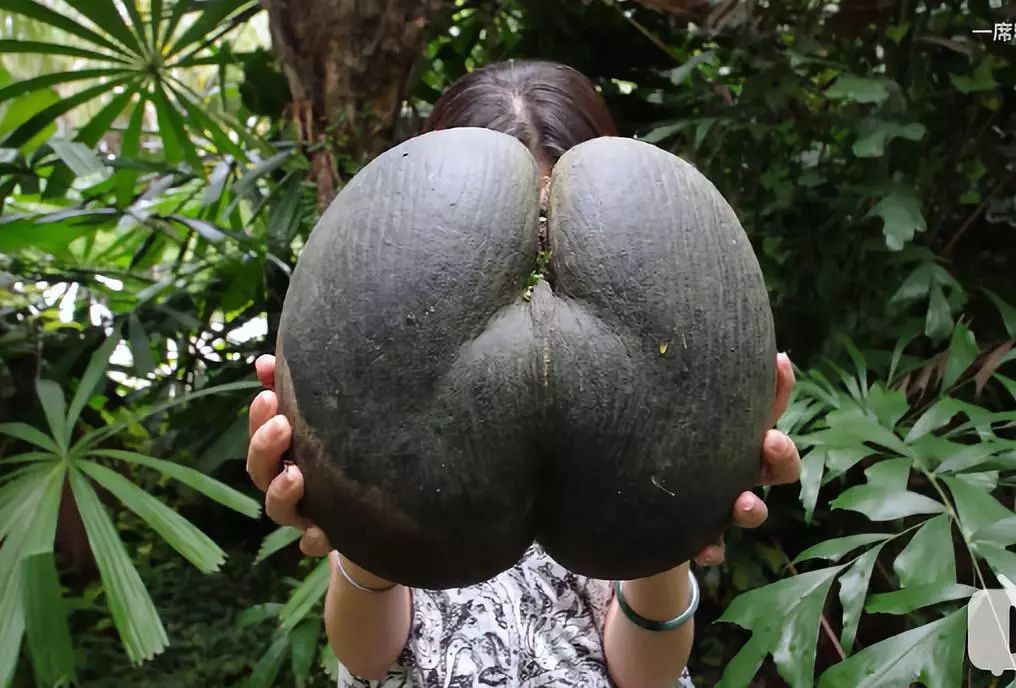 喜欢吃榴莲的人有钱,真正爱吃水果的人