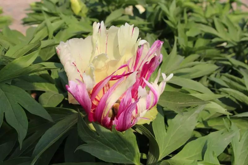 惊艳！300000朵芍药花海美成仙境！洛阳这个地方，现在去刚刚好！