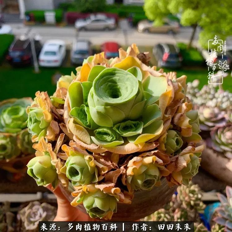 山地玫瑰爆侧芽要怎样养护,适合新手养的山地玫瑰