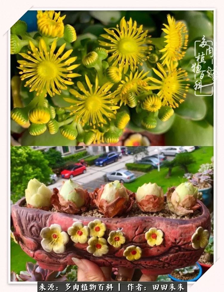 山地玫瑰爆侧芽要怎样养护,适合新手养的山地玫瑰