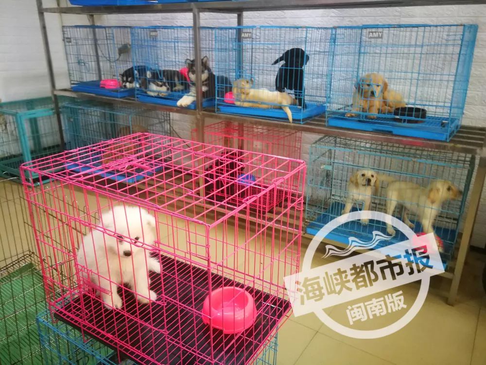 1200元的柴犬2天就死了,2000多买的狗死了