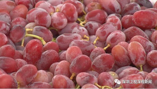 智利车厘子在中国销售的原因,智利车厘子出口中国为什么这么贵