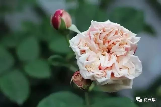 露台如何打造月季花墙,月季花墙图片大全欣赏