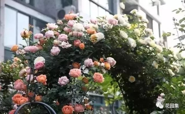 露台如何打造月季花墙,月季花墙图片大全欣赏