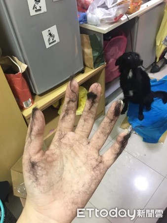 厌世黑猫身上搓出巨无霸仙丹　奴才笑：今年产季不错