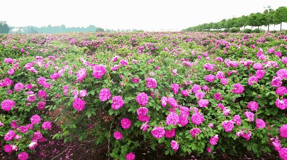 走！五月初夏，到湖北看玫瑰花开成海（附最全到达线路）