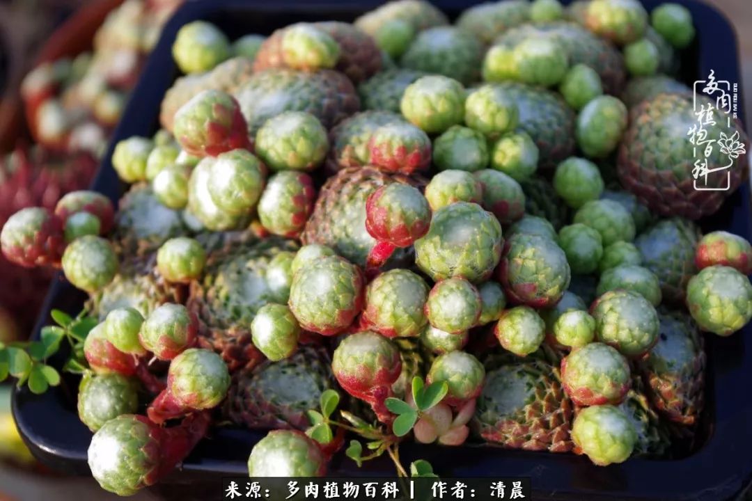 记录多肉开花的美好时光,清晨的多肉图片大全