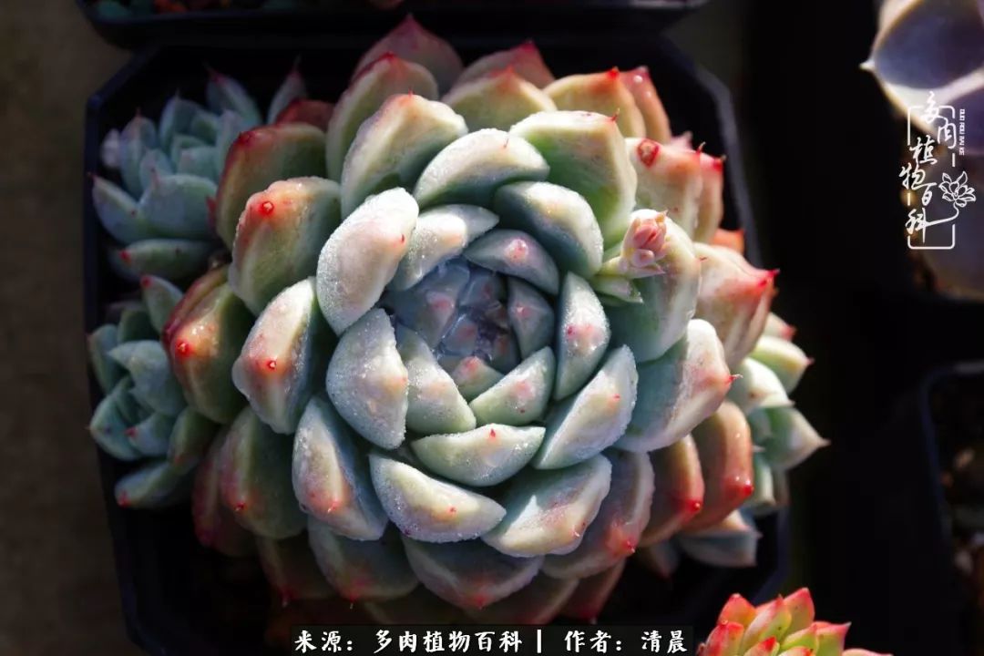 记录多肉开花的美好时光,清晨的多肉图片大全