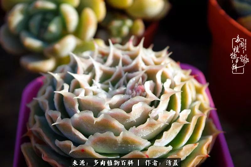 记录多肉开花的美好时光,清晨的多肉图片大全