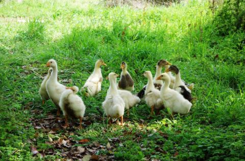养鹅技术和方法,养鹅技术与技巧
