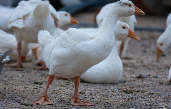 养鹅技术和方法,养鹅技术与技巧
