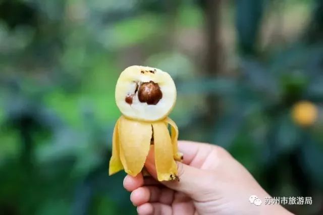 东山枇杷价格最新行情,东山枇杷今日价格