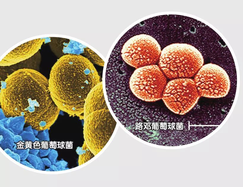 以人类身份生活的动物们,以人类血肉为食的生物