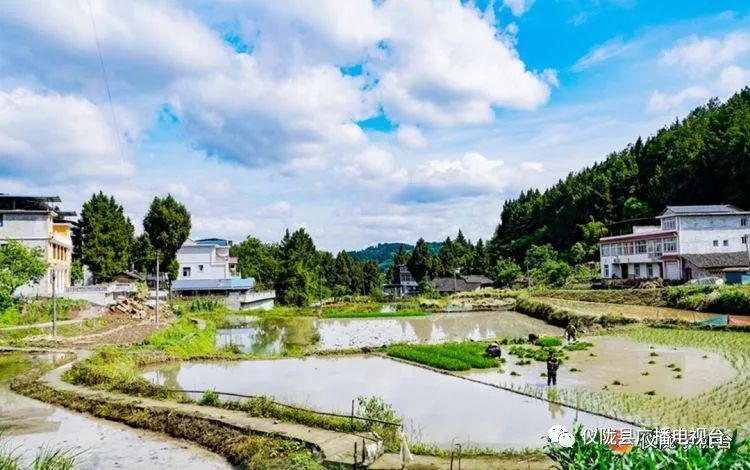 插秧感人的经历,插秧是一年中最重要的事儿