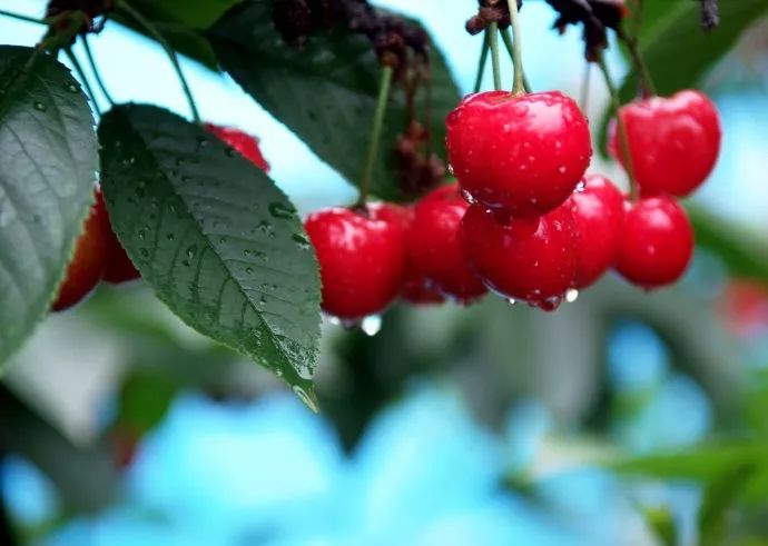 西安樱桃采摘全攻略,西安樱桃采摘时间表